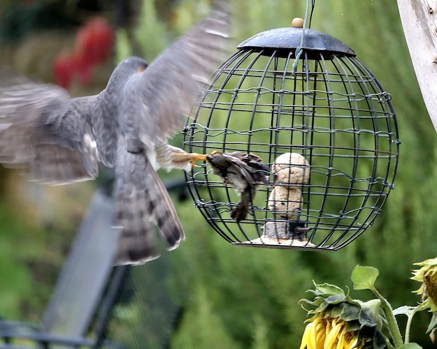 sparrowhawk catching